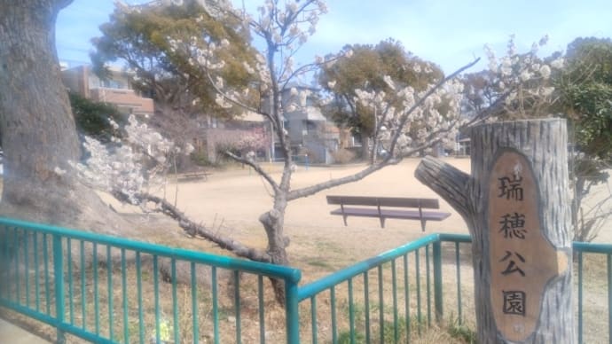 リハビリ中に教えてもらった公園のサクラ