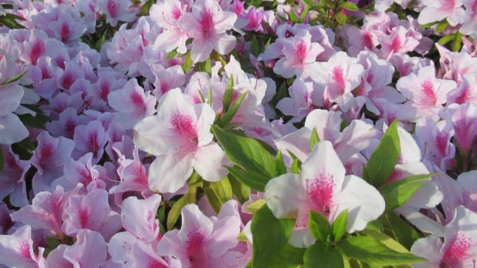 ご近所を散歩しながら見つけた旬の花!結構なもんです、楽しく嬉しく気分は最高ね!