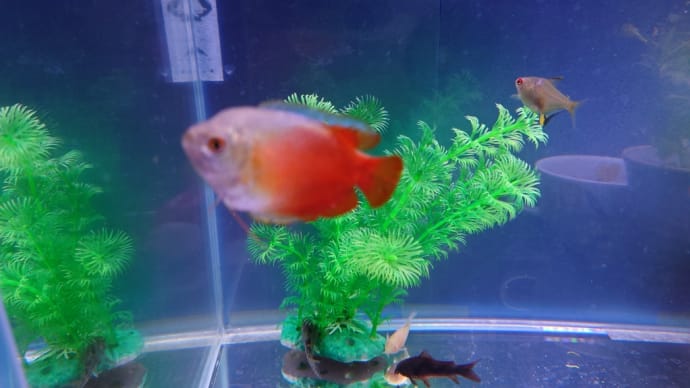 うちのこ熱帯魚