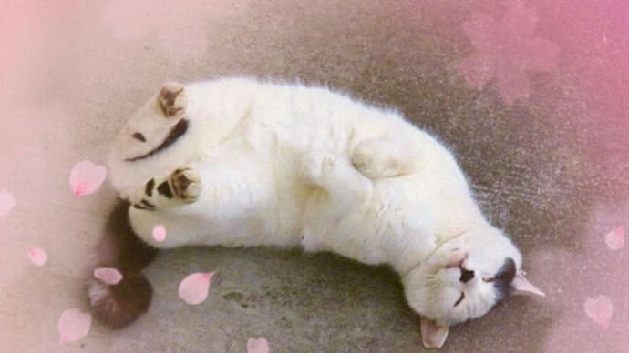 さくらねこの日2025