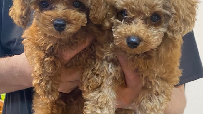 先住犬が17歳