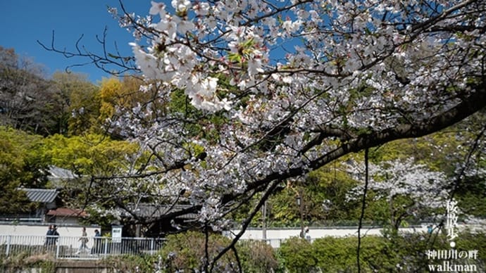 神田川、春らんまん。
