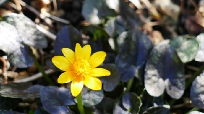 陽気に誘われて春の花が次々と