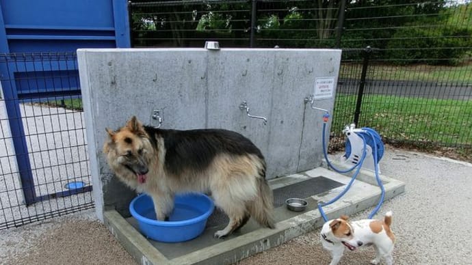 シャイロ・シェパードのサトリ