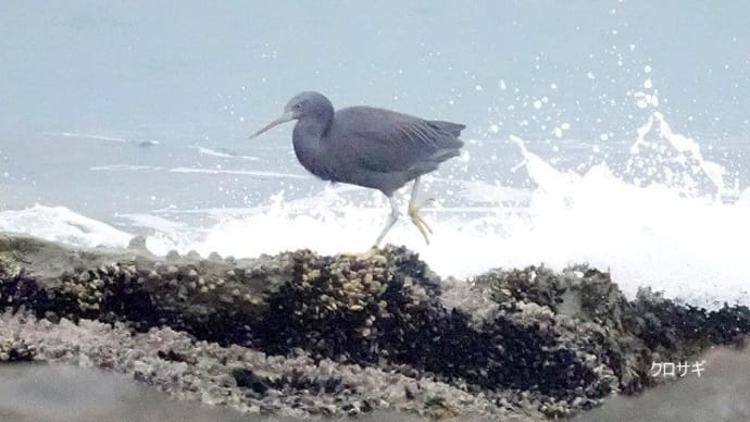 03/24探鳥記録写真：狩尾岬の鳥たち（クロサギの採餌模様、クロサギの飛翔、）