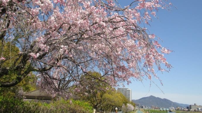 思い出の桜