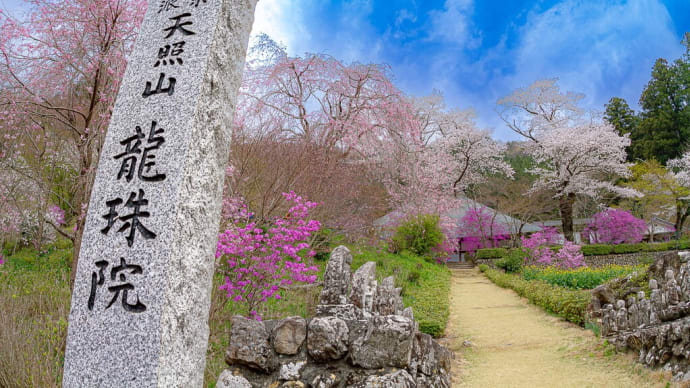 龍珠院の桜