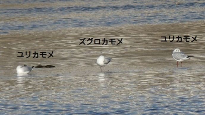 ズグロカモメとカモメ