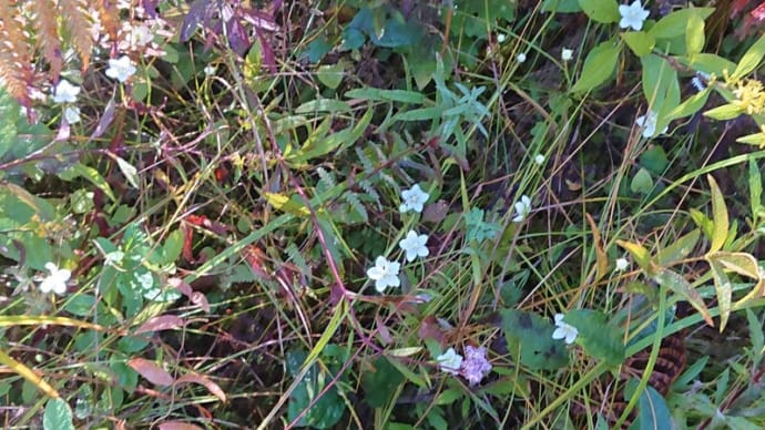 #275 -’21. 八ヶ岳自然文化園のお花たち(そのニ)