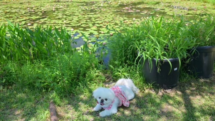 三原村 星ヶ丘公園の睡蓮