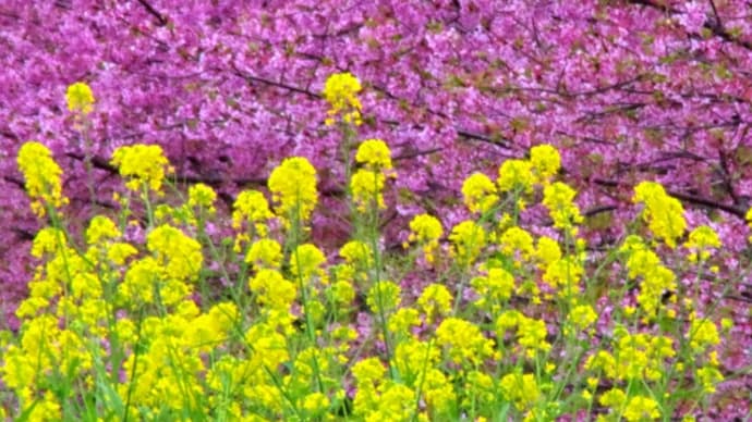 桜と菜の花 遊水地にて