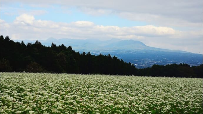 「行幸田地区」そば畑 と 「みのわ」赤そばの里