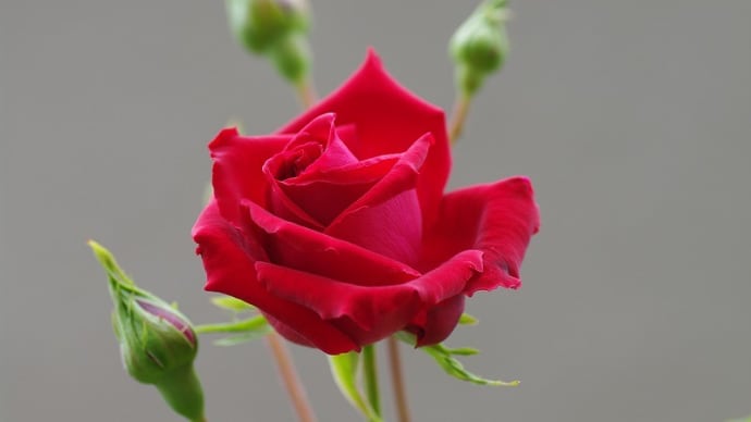５月のバラ･･･　赤バラ･白バラ･ピンクのバラ