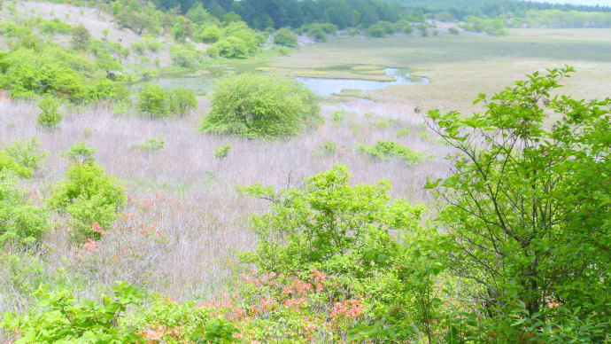 初夏の霧ヶ峰・・・八島ヶ池はまだ晩春です