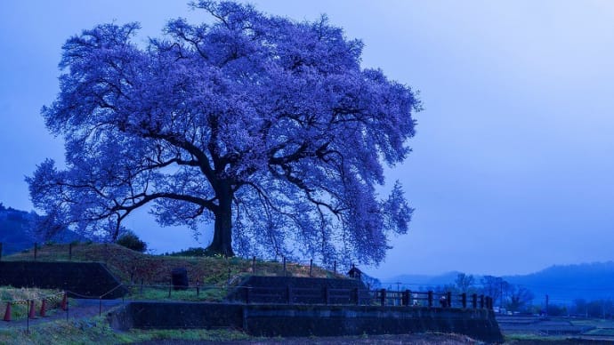 2024 わに塚の桜