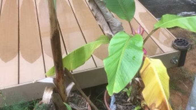 自然農園を休んでも、閃きでやりたいことが一杯!~自然庭園~