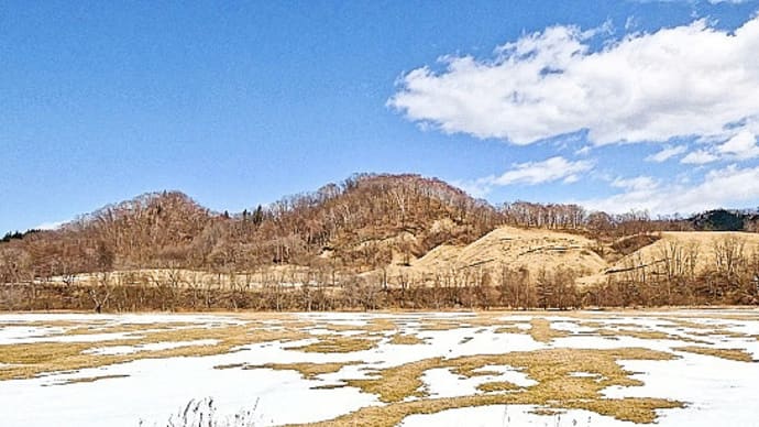 酷寒の地・北海道釧路地方でも、野山に春の兆し＝ネコヤナギ