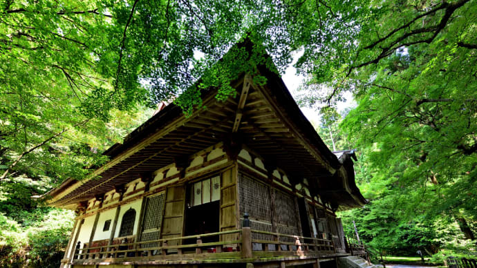 千年菩提樹 (湖東三山百済寺) 2