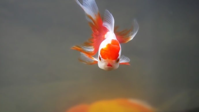観賞魚に癒される