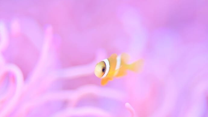 アートチックにマクロフォトダイブ!!、4月中旬の海。☆