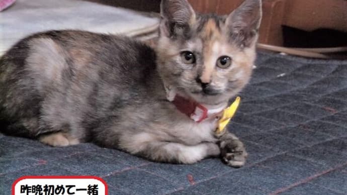 ミコ!初めてトラ兄ちゃんと一緒にご飯を食べまちた😹