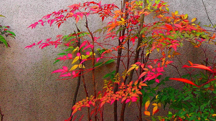 過去写真 OneDriveから