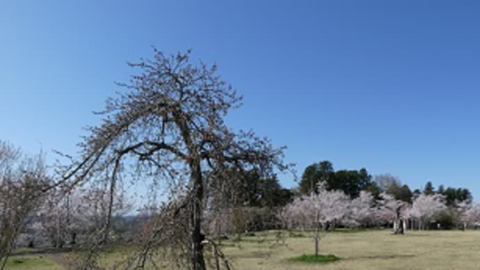 満開の三神峯公園で桜見物