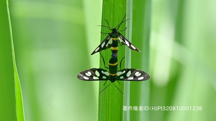 里山の生き物たち