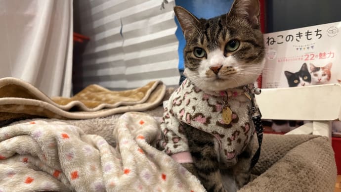 看板猫のいるお店で猫飲み はやちゃんち 予告編 (2303)