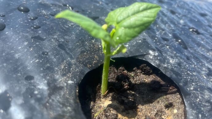 インゲンの発芽