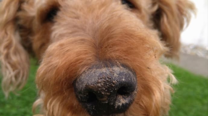 仕事をする犬。
