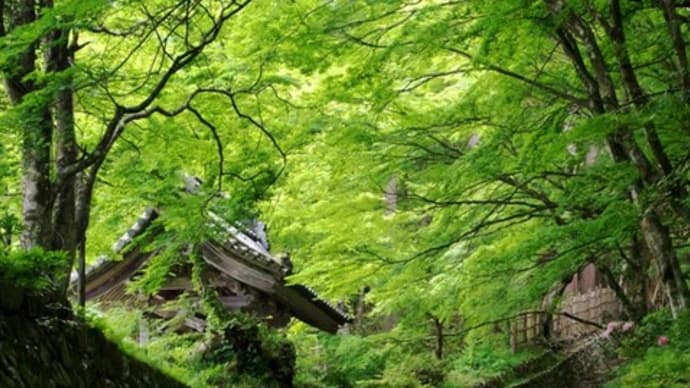 新緑の湖東三山①百済寺