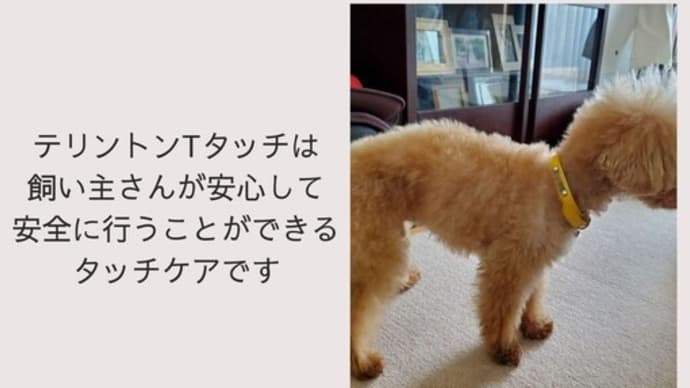 6月7月のテリントンTタッチワークショップ
