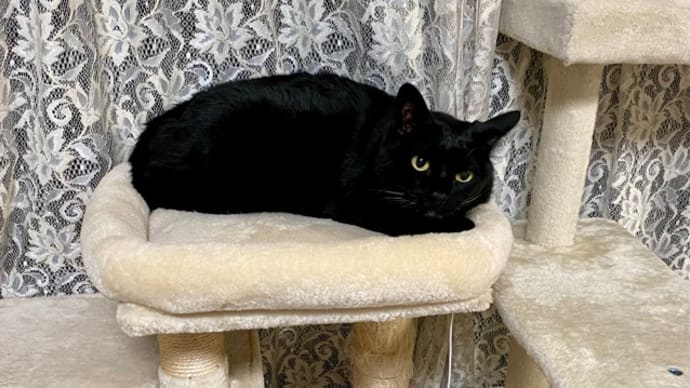 トノヒメ、キャットタワーの同じ場所が好き