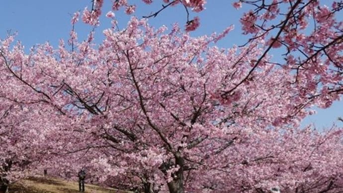 大井の早咲桜と 曽我の梅 2022.03.11