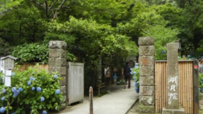 北鎌倉 花散歩 ②(明月院)