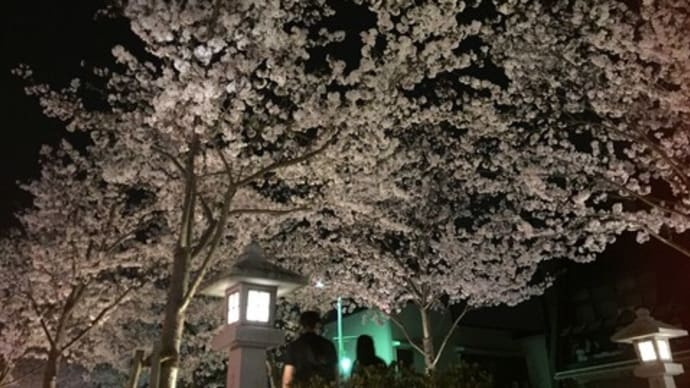 鎌倉市『鶴岡八幡宮』まで続く･･･美し過ぎる『桜並木（若宮大路）』について書く！