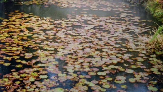 花束頂きました〜と、写真のお話