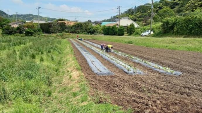 今年も落花生とサツマイモの栽培が始まりました。