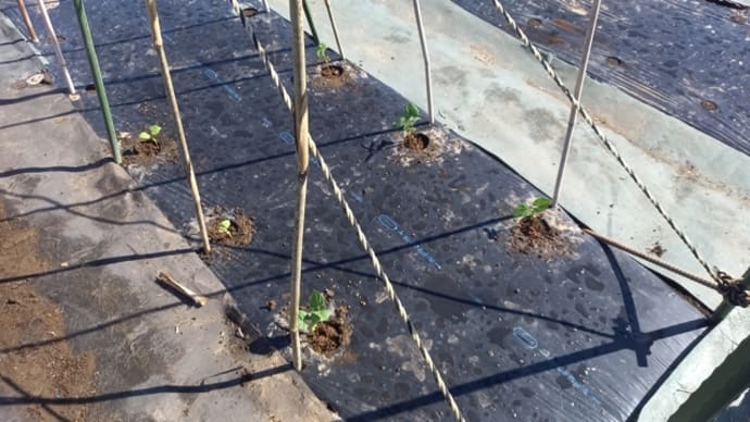 育苗していたインゲン植えました