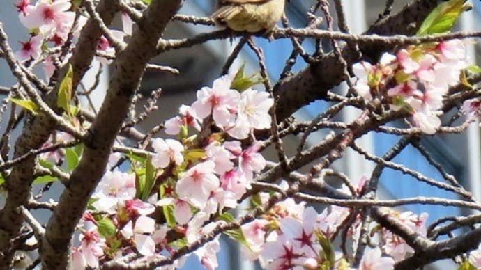 土居川公園・他