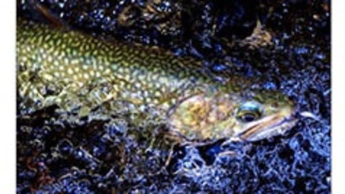 FlyFisher誌オンラインに‼️✨