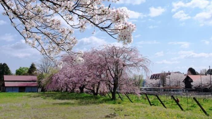 多治見修道院の枝垂れ桜
