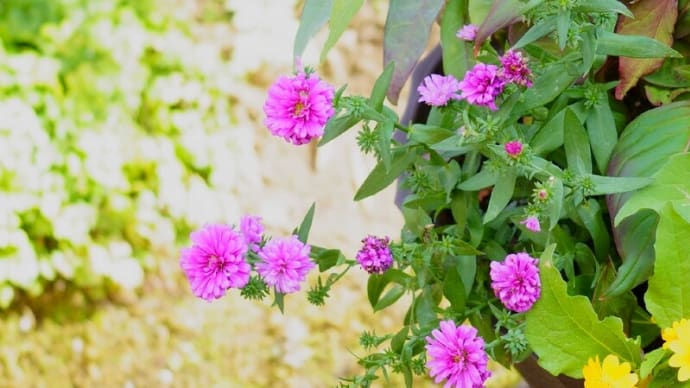 ●我が家の9月の花(14) 寄せ植えのエゾギク? メランポジウム ケイトウ 千日小坊?