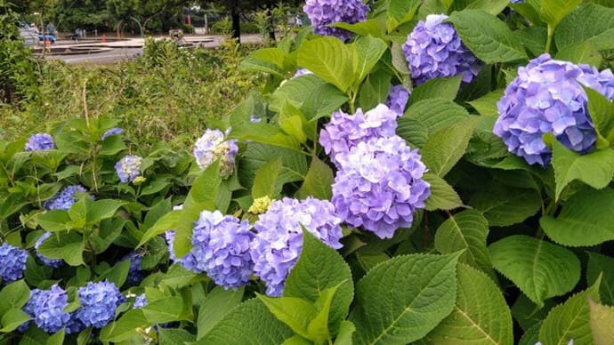 相模原公園の紫陽花