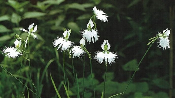 世田谷区の花・サギソウ