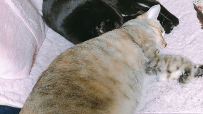 れもん、ゆうちゃん、クロちゃんの通院