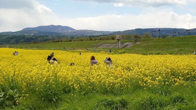 菜の花満開の長野県飯山市