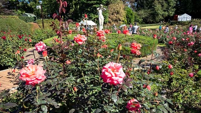 久々の青天で入園者激増! 神代植物公園