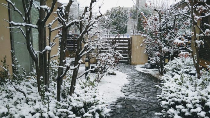 関東地方にそこそこの雪が降りました!